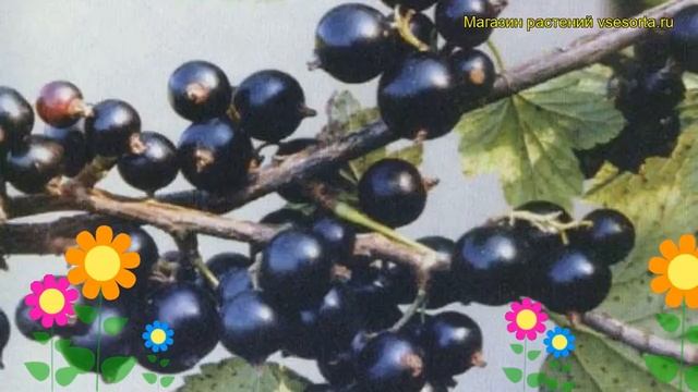 Смородина черная Деликатес. Краткий обзор, описание характеристик, где купить саженцы Delikates смотреть онлайн