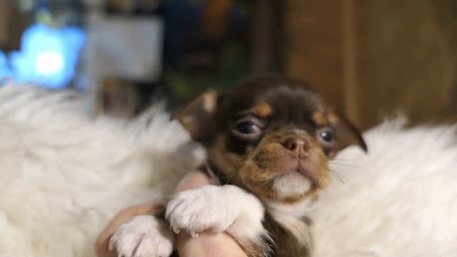 #ЧИХУАХУА_шоколадный_триколор ОТКРЫТ для РЕЗЕРВА сын Вики и Тони Др 29/09/2022 #ЦЕНА_щенка_в_ВИДЕО смотреть онлайн