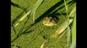 Кваканье лягушек (3D звук)