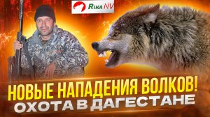 Нападение волков на равнине! Охота в Дагестане с Магомедом. Защитили фермеров от стаи волков.