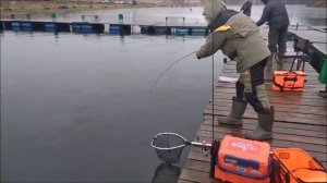 Форель с утра гиперактивна.Первый сектор, рыбалка по открытой воде. Клёвое место д.Савельево .