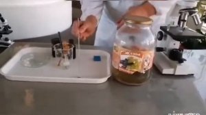 Исследование внешного вида бактерии сенной палочки