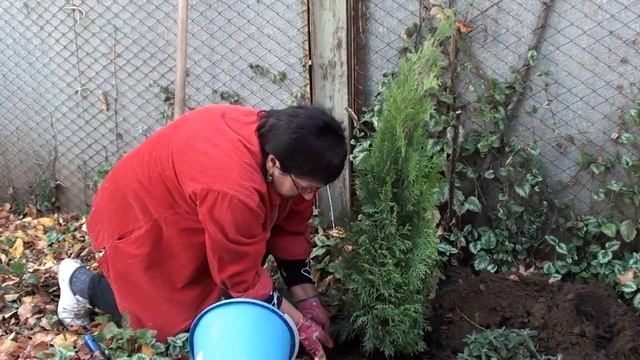 Осенняя посадка туи Смарагд .Подготовка к зиме. смотреть онлайн