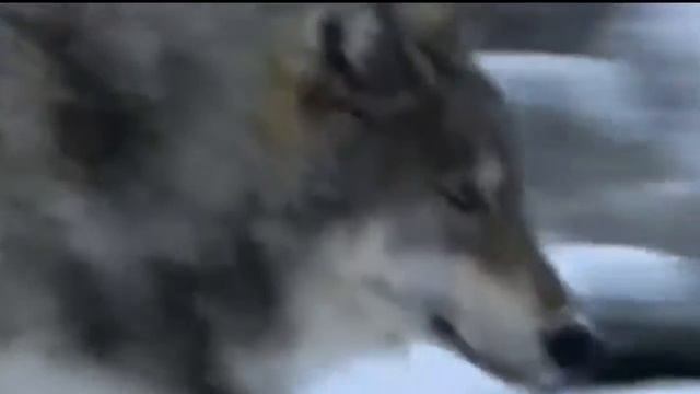 ПЕСНЯ-ПРИТЧА О ДВУХ ВОЛКАХ смотреть онлайн