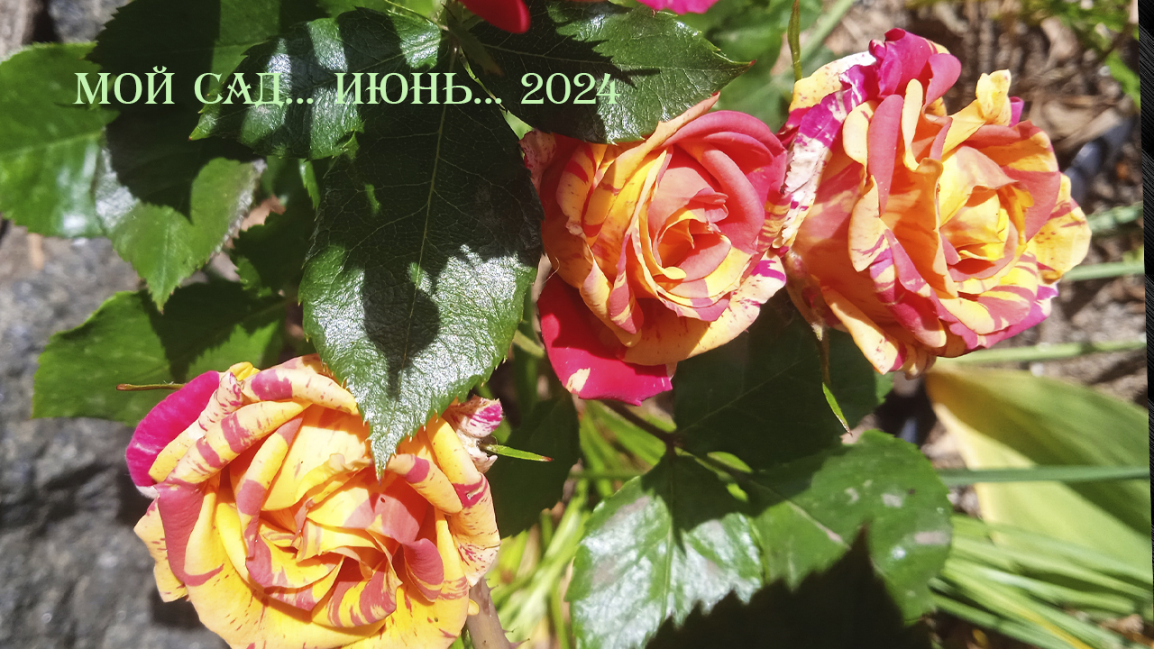...  Яркие краски лета  ...  Мой сад  ...  Июнь  ...  2024 ...    Музыка Сергея Аверьянова