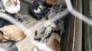 КТО НЕСЕТ ФИОЛЕТОВЫЕ ЯЙЦА?КОМУ МУЖ ПОСТРОИЛ КНЕЗДА?