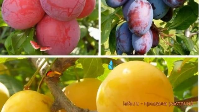 Слива обыкновенная Конфетная - Желтая самоплодная ? обзор: как сажать, саженцы сливы