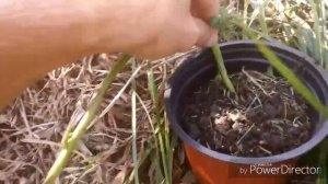 Размножение Ежевики укоренение верхушки в контейнере