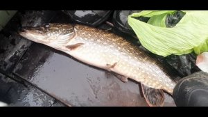 Щука в ноябре! Как ловить, что-бы были результаты! Ловля щуки осенью на спиннинг. На какие приманки