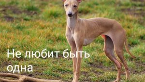 Порода "Левретка"