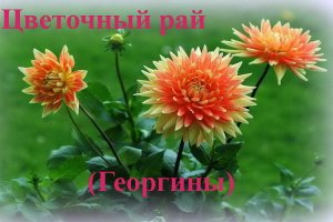 Цветочный рай (Георгины).. музыка для души