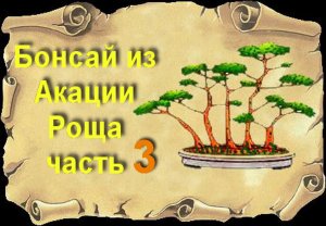 Бонсай из Желтой Акации стиль Роща часть 3