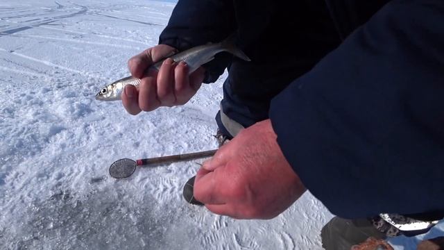 Открытие рыбалки на омуля Байкал 2022 смотреть онлайн