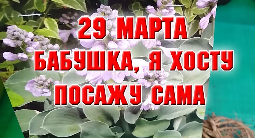 Сама садила сама буду