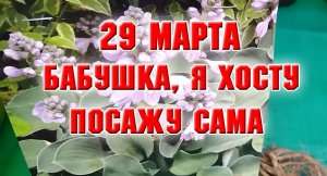 29 марта. Бабушка, я хосту посажу сама