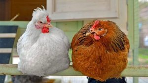 КУРЫ НЕСУШКИ- СОДЕРЖАНИЕ - УХОД В ДОМАШНИХ УСЛОВИЯХ