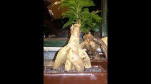 Bonsai: Species profile: Ficus