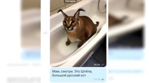 Реакция родителей на Шлёпу 2 (Большой русский Гоша каракал)