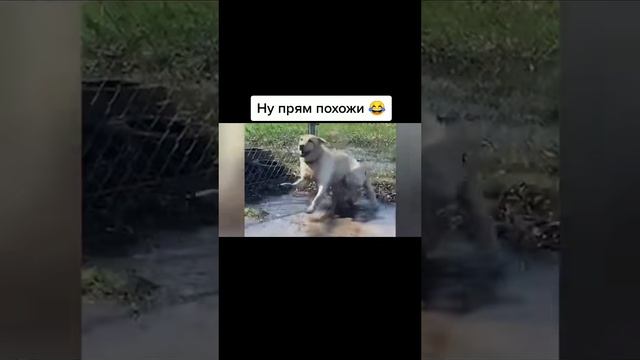 Прям похож