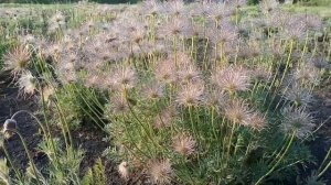 Прострел или Сон Трава