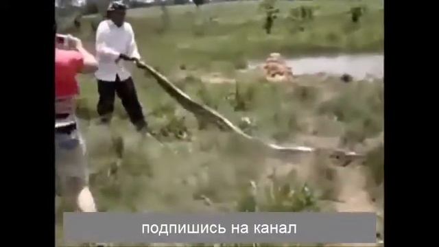 АНАКОНДА  VS  КОРОВА    И ТАКОООЕ БЫВАЕТ!!! смотреть онлайн