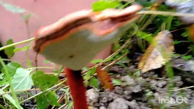 Гриб Рейши ( Трутовик Лакированный) в Сочинском лесу#сочинцы#грибывсочи#лоо2022 смотреть онлайн