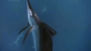 Летающие рыбы существуют!