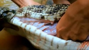 Огромная Змея Лопнула Проглотив Крокодила. Случаи Когда Змеи Лопаются От Добычи. Битвы животных.