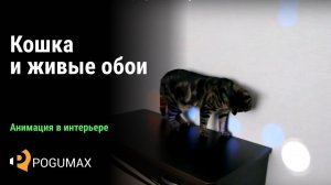 Cat and Projection | Кот и проекция [POGUMAX]