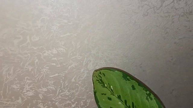 Диффенбахия Шкура дракона