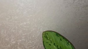 Диффенбахия Шкура дракона