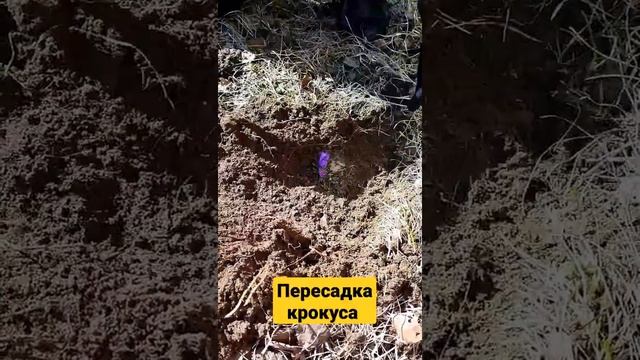 Пересадка крокуса весной  #дача#моядача#дачныйдневник #дачасадогород