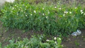 Посадили горох на осень. Результат посадки гороха в августе.