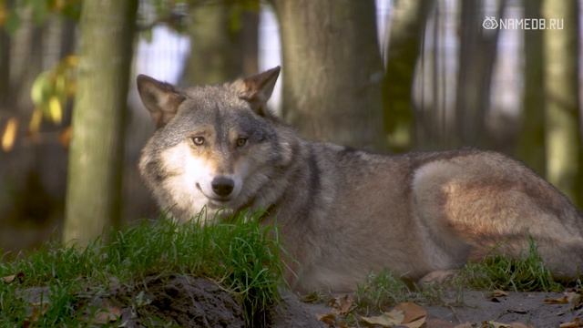 Они злы и с хорошей памятью: Топ 4 знаков Зодиака среди мужчин смотреть онлайн