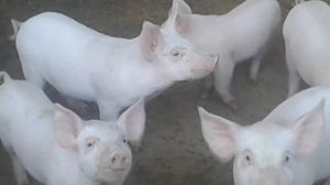 Поросята порода крупная белая со свиноматкой