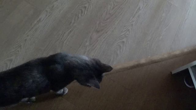 СНАДОБЬЕ ОТ ВСЕХ ХВОРЕЙ. НЕЛЁГКАЯ КОШАЧЬЯ ЖИЗНЬ смотреть онлайн