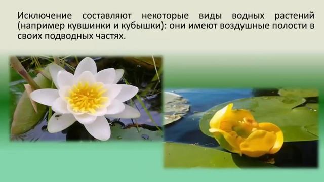 Клуб Почемучек. Как растения дышат? смотреть онлайн