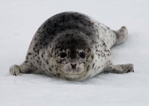 морской леопард  морской леопард видео  leopard seal  морской леопард факты