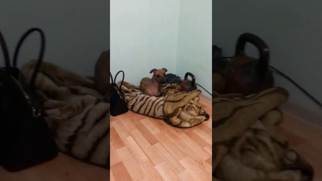 Ксолоитцкуинтли смотреть онлайн