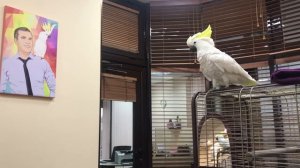Попугай Какаду Кирюня защищает свой кабинет