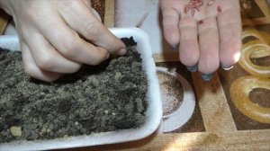 Вырастить гранат из косточки дома.