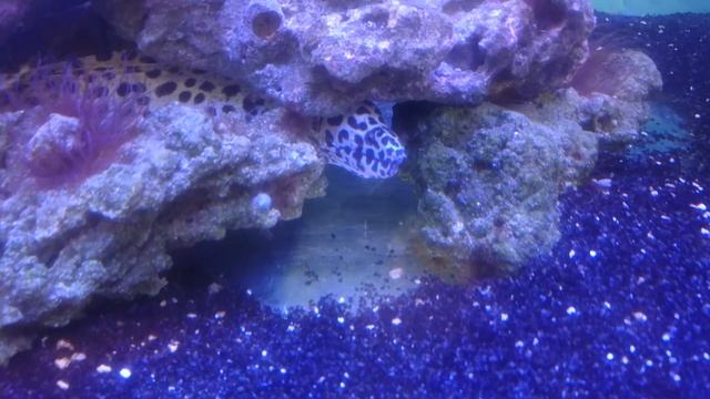 Ячеистая Мурена и Зебрасома в морском аквариуме! смотреть онлайн