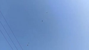 Голуби Курский Турман