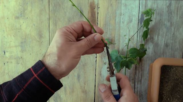 Kəndirotunun Chiliklənməsi (Abutilon pictum) смотреть онлайн