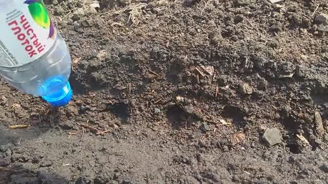 Как просто посеять морковь бутылкой без прореживания.