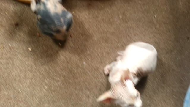 Котята сфинксы кушают смотреть онлайн