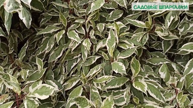 Вопрос-ответ: дерен потемнел - что с дереном?!