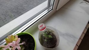 Черенкуем гортензию зимой  | 3 способа и 1 секрет черенкования гортензий