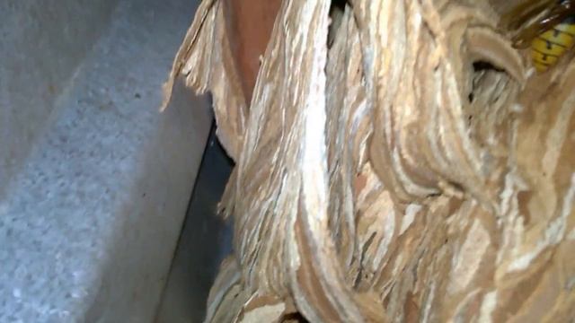 Шершни. обзор гнезда смотреть онлайн