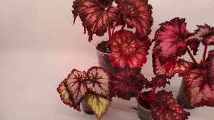 Бегонии LeRex. Часть 2